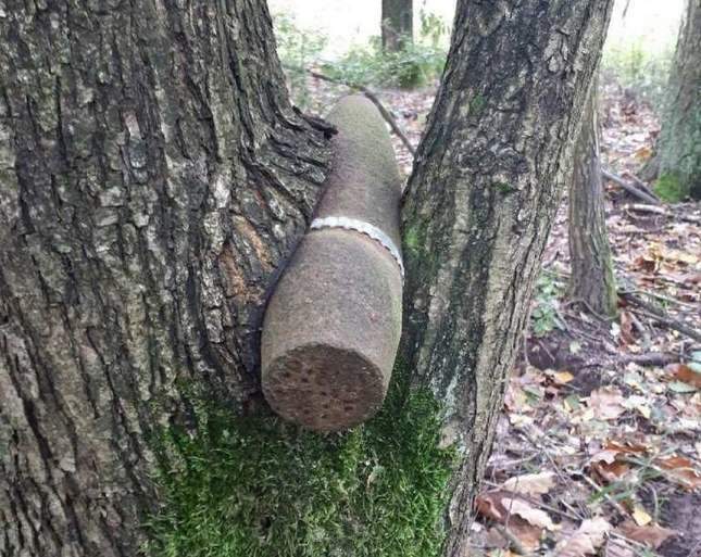 WWII finds grown into tree