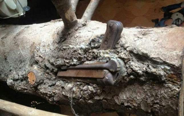 WWII finds grown into tree