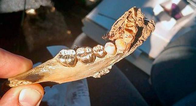 Found: a jawbone with gold teeth. What is to be done?